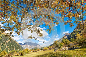 Sorbus aucuparia plant in the alps