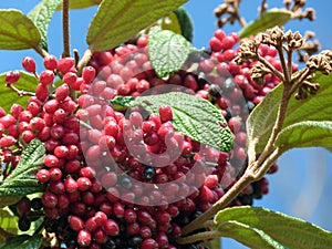 Branch with red rowan berries and green leaves against a blue sky photo