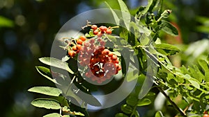 Sorbus aucuparia, rowan, with berries