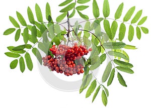 Sorbus aucuparia rowan or mountain-ash in a glass vessel on a white background photo