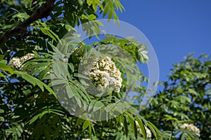 Sorbus aucuparia white rowan flowering tree plant, mountain-ash flowers in bloom on green branches