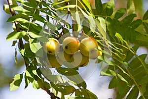 Sorbus domestica fruits. Rowanberry fruit. Service tree