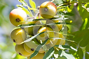 Sorbus domestica fruits. Rowanberry fruit. Service tree