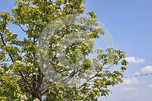 Sorbus domestica tree in bloom