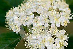 Sorbus intermedia Swedish whitebeam white flowers