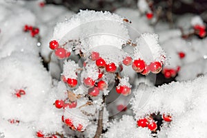 Sorbus Rowan Aucuparia tree fruit under snow in winter