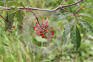 Sorbus, Rowan, Branch with fruit, detail photo