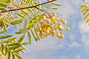 Sorbus rowan Joseph Rock in autumn. photo