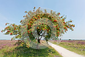 Sorbus or rowan tree with berry photo