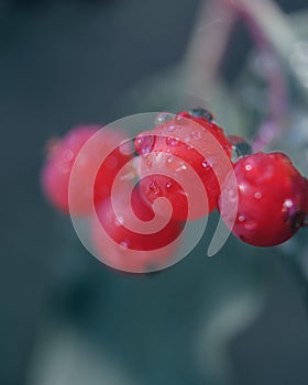 Sorbus Sambucifolia, Red Rowanberry with Dew Drops on Macro Lens