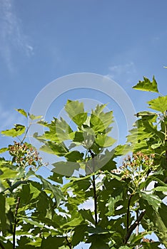 Sorbus torminalis tree