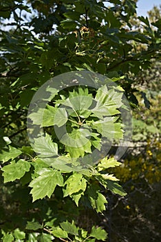 Sorbus torminalis tree