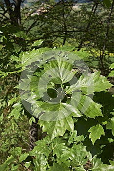 Sorbus torminalis tree