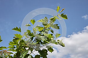Sorbus torminalis tree