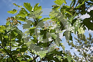 Sorbus torminalis tree