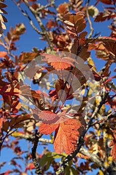 Sorbus Ã— hybrida autumn leaves against blue sky, Finland