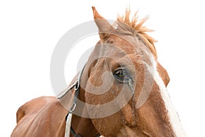 A sore eye in a horse is brown. On a white background