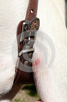Soreness behind a dog`s foreleg due to unfortunate placements, of a buckle on a harness