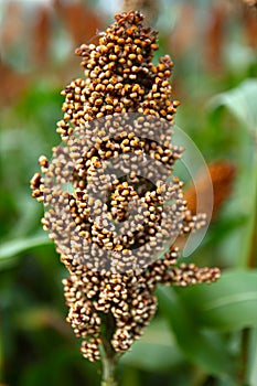 Sorghum