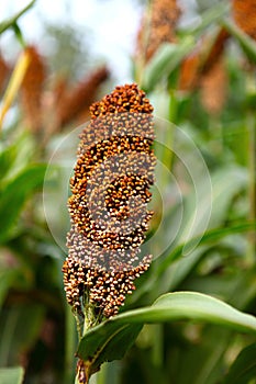 Sorghum