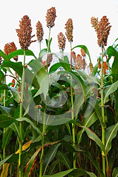Sorghum