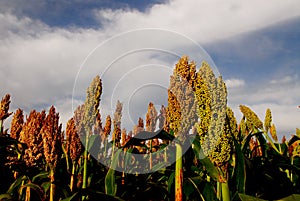 Sorghum