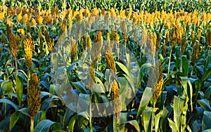 Sorghum