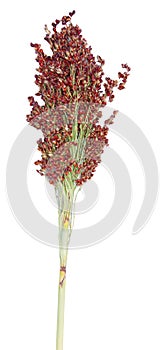 Sorghum