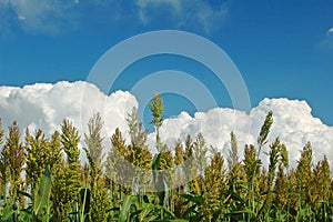 Sorghum