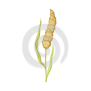 Sorghum as Grain Crop or Cereal Specie and Cultivated Grass on Stalk with Inflorescences Vector Illustration