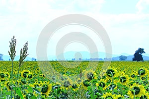 Sorghum Awn With Yellow Sunflower Fields Background