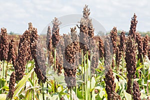 Sorghum bicolor photo