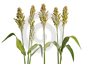 Sorghum bicolor, commonly called sorghum and also known as great millet, durra, jowari, jowar or milo. Isolated