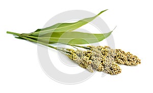 Sorghum bicolor, commonly called sorghum and also known as great millet, durra, jowari, jowar or milo. Isolated