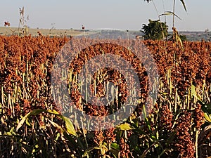 Sorghum is a drought-resistant cereal crop with diverse uses, from animal feed to biofuels photo