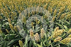 Sorghum bicolor crop field