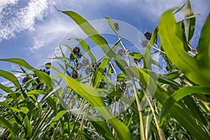 Sorghum bicolor crop in field