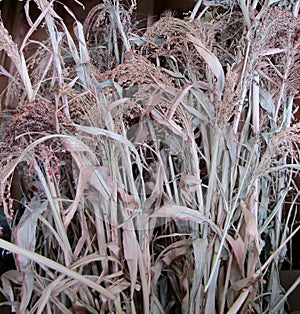 Sorghum Broom Corn dried plant background