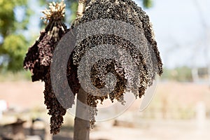 Sorghum in Burkina