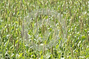 Sorghum Crop Field