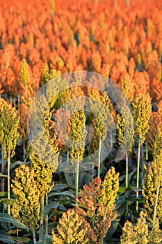 Sorghum crops in southern Indiana