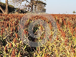 Sorghum is a drought-resistant cereal crop with diverse uses, from animal feed to biofuels