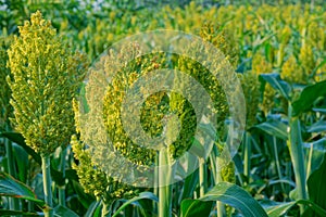 Sorghum ear