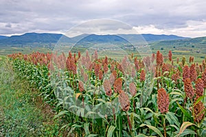 Sorghum field