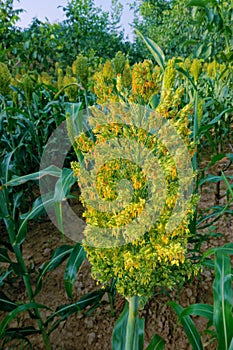 Sorghum field