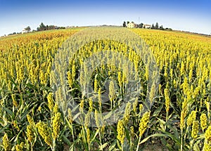 Sorghum field