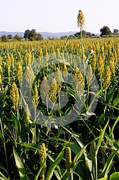 Sorghum field