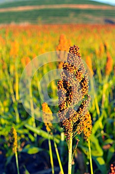 Sorghum field in morning sun light.