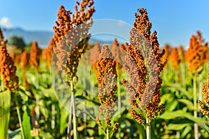 Sorghum field in morning sun light.