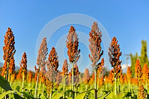 Sorghum field in morning sun light.